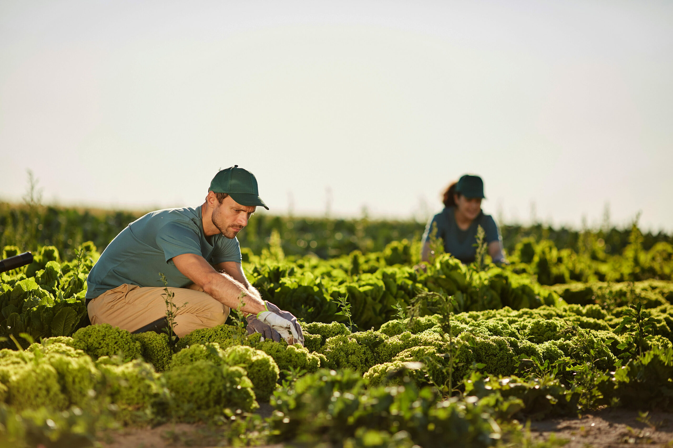 More opportunities for Seasonal Workers in New Zealand