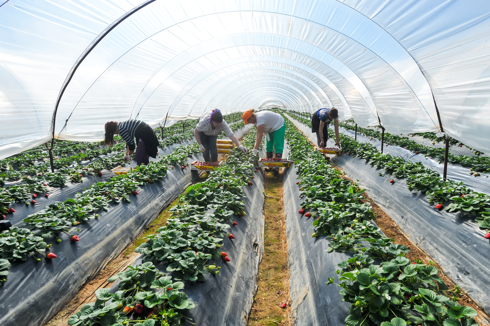 Government announces 45,000 Seasonal Worker visas for 2025